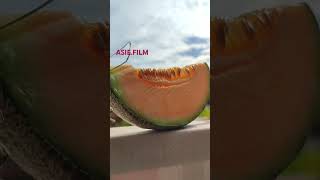 🍈 Cucumis melo Japanese melon cultivated in Vietnam muskmelon June asiefilm [upl. by Robma433]