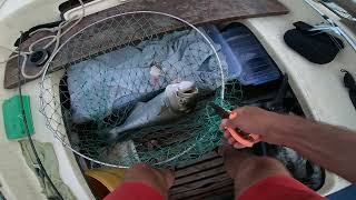 Trolling Bluefish 5150kg  21Jul2024 [upl. by Green]