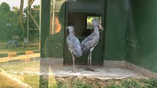 Shoebill storks sounds  Dinosaur birds clutter gunfire sound [upl. by Caren]