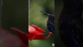 Les merveilles des colibris 🌺🐦 Colibris Nature Pollinisation [upl. by Anegal]