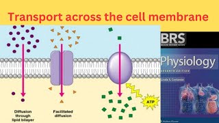 BRS Physiology  Transport across the Cell Membrane  Simple diffusion and Facilitated diffusion [upl. by Stetson]