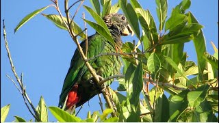 Maitaca Verde pela manhã na natureza Pionus maximiliani Scalyheaded Parrot [upl. by Cargian]