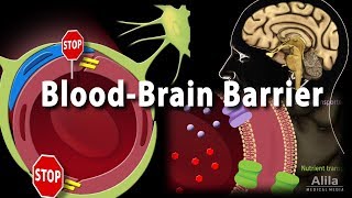 Blood Brain Barrier Animation [upl. by Cichocki]