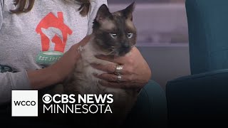 Mog the cat was passed over after feline leukemia diagnosis [upl. by Atalee]