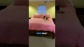 The ADHD Cat Hyperactive Hilarious and Heartwarming [upl. by Theodore429]