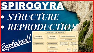 Chlorophyta Green Algae  Scalariform Lateral Conjugation Reproduction in Spirogyra Diagram NEET [upl. by Etnoel]