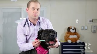 Vet Tutorial  How to Brush a Dogs Teeth [upl. by Vine]