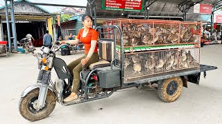 Harvesting 150 Quails Goes To The Market Sell  Buy 100 Chicks To Raise  Tiểu Vân Daily Life [upl. by Maples]