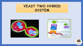 Yeast Two Hybrid System [upl. by Pollyanna]