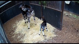 Geboorte amp 1e stapjes okapi Diergaarde Blijdorp  Birth and 1st steps okapi Rotterdam Zoo [upl. by Rehsa27]