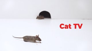 Cat Tv  Mice Videos for Cats to Enjoy  Entertainment Video for Cats [upl. by Jorgensen640]