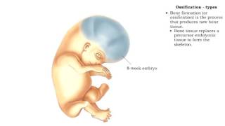 Bone formation  Ossification [upl. by Zeni514]