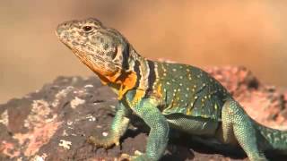 Collared Lizard  Discover Nature KRCG [upl. by Audrie756]