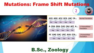 Mutations Frame shift mutations  Genetics  HSR Bioinfo [upl. by Francklyn277]