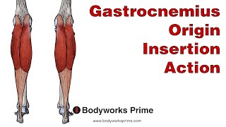 Gastrocnemius Anatomy Origin Insertion amp Action [upl. by Smitty93]