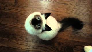 Birman Kitten Wants Attention [upl. by Fabrin]