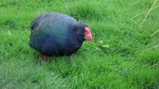 Takahē bird in Te Anau eating Grass [upl. by Jessica591]