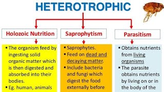 Heterotrophic nutrition its mode saprophytic parasitic holozoic nutrition class10 [upl. by Cranford]