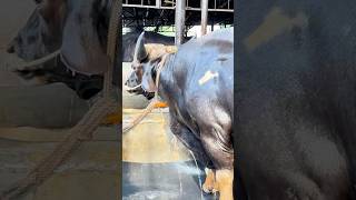 Massive Baahubali bull Getting Showered 2024  Goyal Farming 2024 [upl. by Maurili]