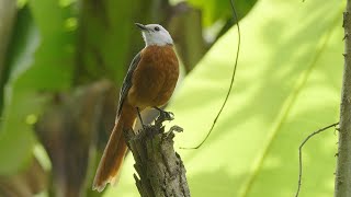 Whiteheaded Robin Chat  worlds first documented nest protected by local community in Angola [upl. by Hauser8]