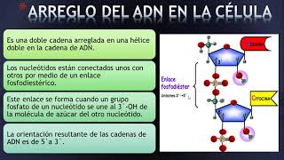 ÁCIDOS NÚCLEICOS biología 11º [upl. by Gathers]