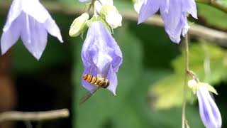 Hoverfly Visits Scattered Ladybell Flowers [upl. by Aemat]