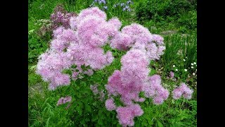 Василистник водосборолистный Thalictrum aquilegifolium [upl. by Allisirp]