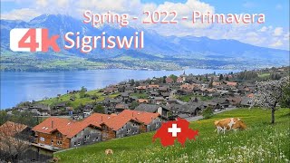 🇨🇭 SWITZERLAND SIGRISWIL PART 3 INTERLAKEN Walking Tour beautiful villages SUIZA 4k [upl. by Eizle]