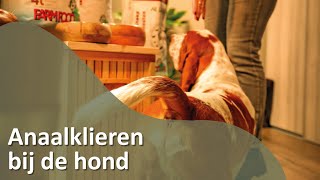 Anaalklieren bij de hond  Honden TV S02E03 [upl. by Amalberga]