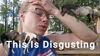 Yuck Dealing With Worms  Realistic Small Farm Life Vlog  Horses  Goats  Deworming [upl. by Gaige]