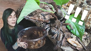 I said I wouldnt but I did  Goliath Birdeating Tarantula [upl. by Ylac124]