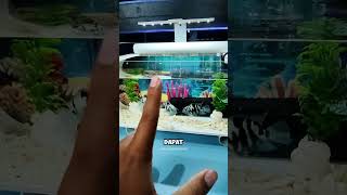 Ikan cichlid kecil di aquarium mini ini kepoinhewan [upl. by Eniamrahs]