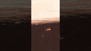 Tiny red Spider moves from sun to shade [upl. by Cost968]