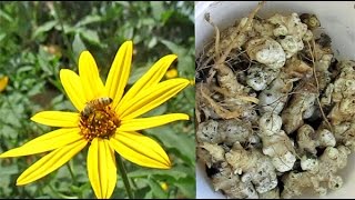 Harvesting Jerusalem Artichoke Tubers Helianthus tuberosus [upl. by Arnon]