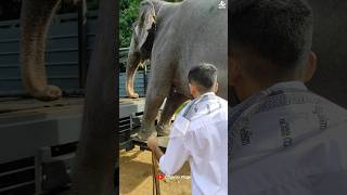 എത്ര ശ്രദ്ധിച്ച കാവേരി ലോറിയിൽ കയറുന്നത്🥰🥰 I Kaveri Elephant Malappuram kaverielephant [upl. by Erdried]