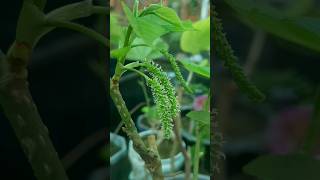 Mulberry tree fruits on a pot  hl6614 [upl. by Aciraj]