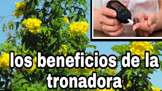 tronadora para la diabetes una planta natural [upl. by Skill]