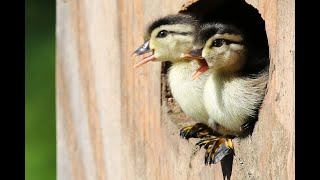 Wood Duck Ducklings Jump From Nest Box 2020 [upl. by Oramlub]