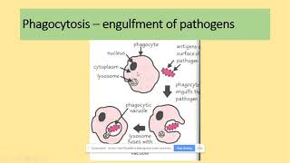 324 Defence mechanisms and phagocytosis AQA A level biology [upl. by Hollyanne]