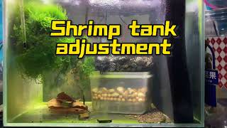 Shrimp tank adjustment [upl. by Eelatsyrc215]