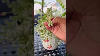 Cotyledon pendens suculenta con hermosas flores succulents [upl. by Toinette]