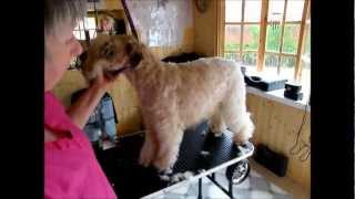 SoftCoated Wheaten terrier  trimming with clippers Part 1 [upl. by Adnohsak333]