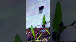 Ikan neon tetra aquascape [upl. by Aihsram501]