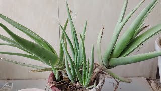 aloe vera plant care aloe vera growth aloe vera division [upl. by Iuqcaj]