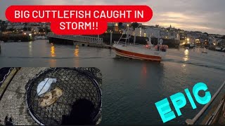 BIG CUTTLEFISH CAUGHT OFF PIER IN STORMviral [upl. by Helmut]