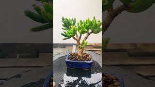 Crassula Ovata quotHobbitquot cactus bonsai suculentas jade gollum ladyfingers horntree [upl. by Noissap]