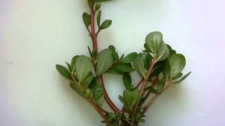 Purslane  a delicious succulent garden quotweedquot [upl. by Zadoc]