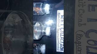 How to make wet collection box shorts zoology bsc msc students specimen biology youtubeshort [upl. by Ennaehr]