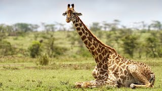 Discover the Wild side of Kenya [upl. by Ontine]