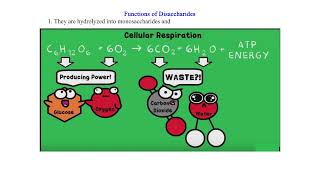 Disaccharides [upl. by Harmonia271]